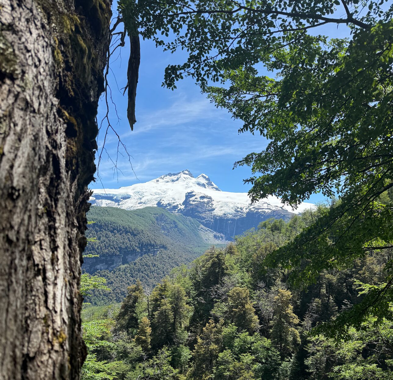 Bosque y montaña nevada en el Parque Nacional Nahuel Huapi